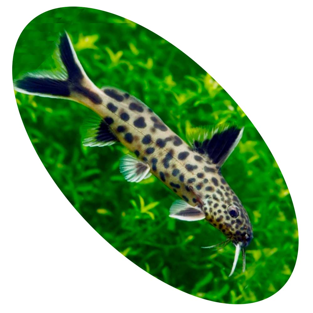 Peixe Synodontis Petricola Aqu Tica Peixes