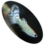 LEBISTE COBRA