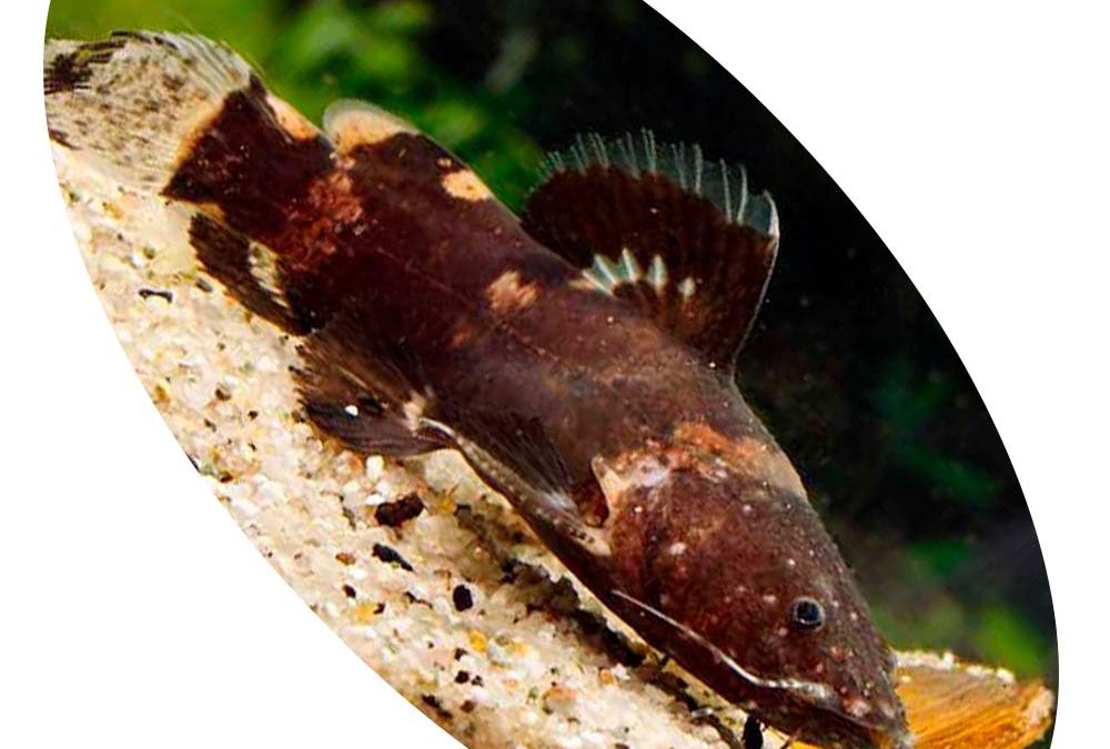 Peixe Bagre Raninus