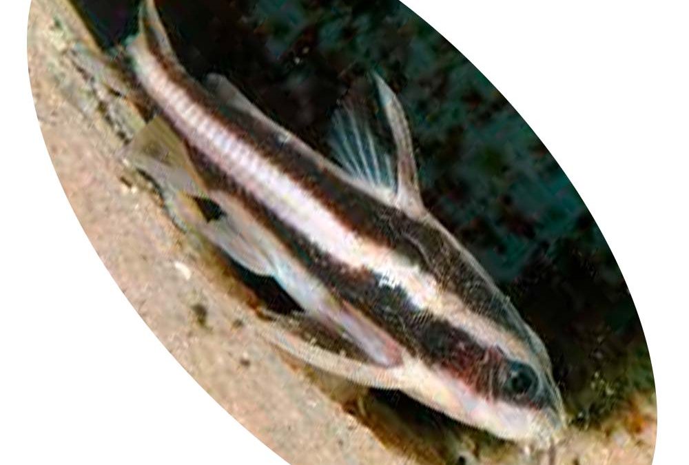 Peixe Platydora Armatus