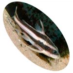 Peixe Platydora Armatus