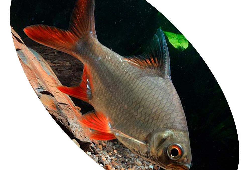 BARBUS SCHWANEFELDII