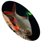 BARBUS SCHWANEFELDII