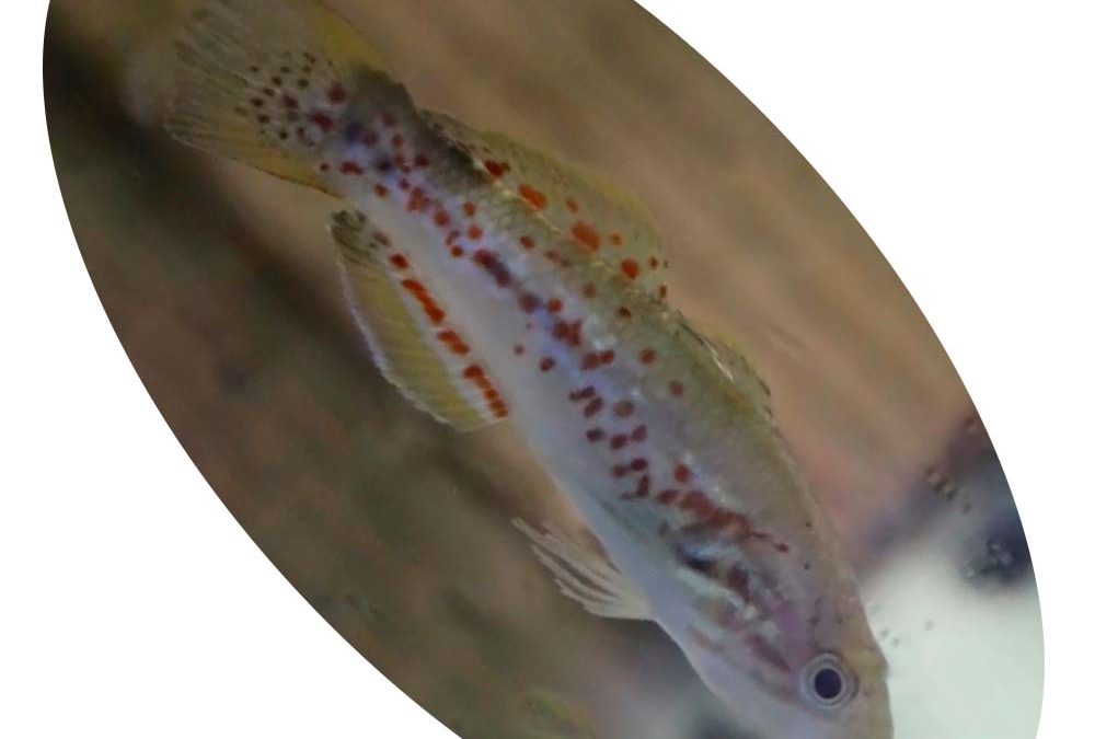goby striped gudgeon