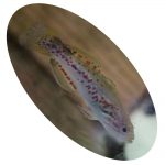 goby striped gudgeon