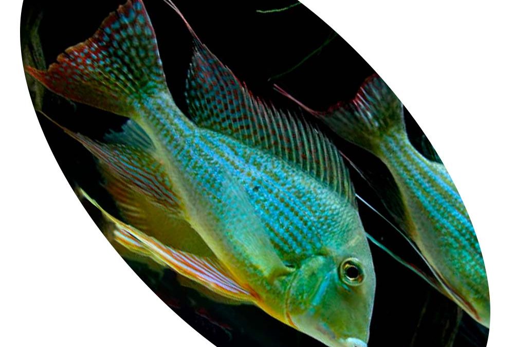 GEOPHAGUS ALTIFRONS