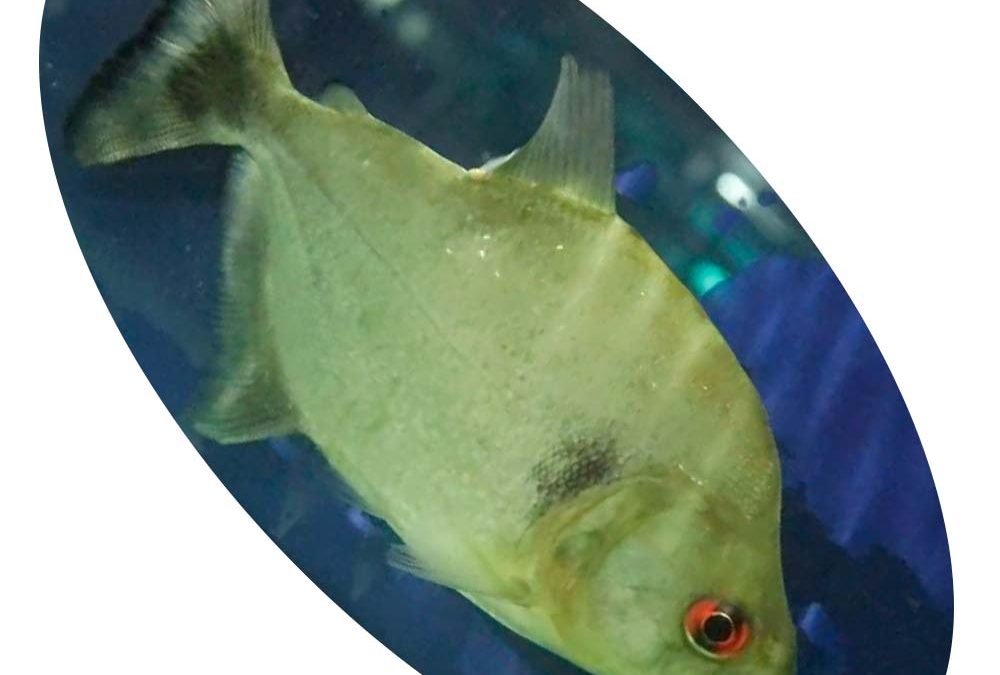 Peixe Piranha Black