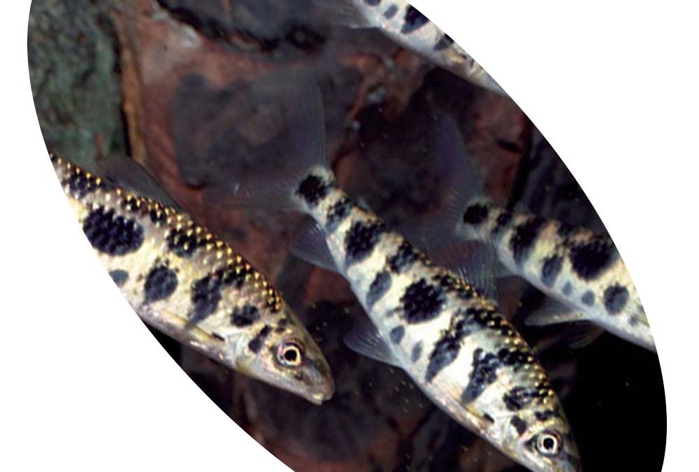 Peixe Leoporinus Octomaculata