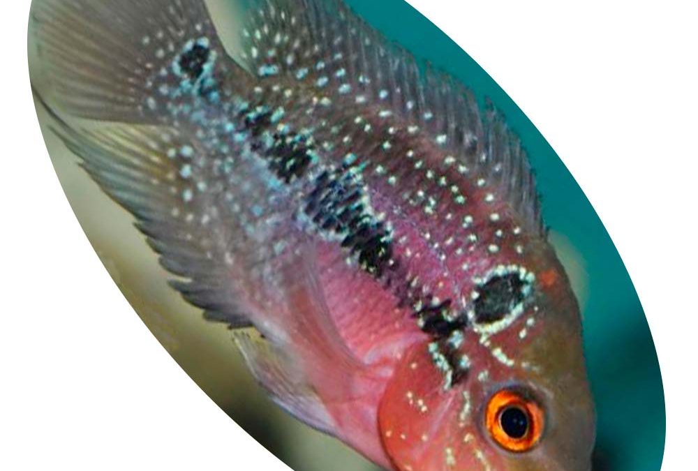 FLOWERHORN RED DRAGON