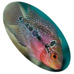 FLOWERHORN RED DRAGON