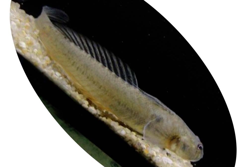 GOBY PAVAO