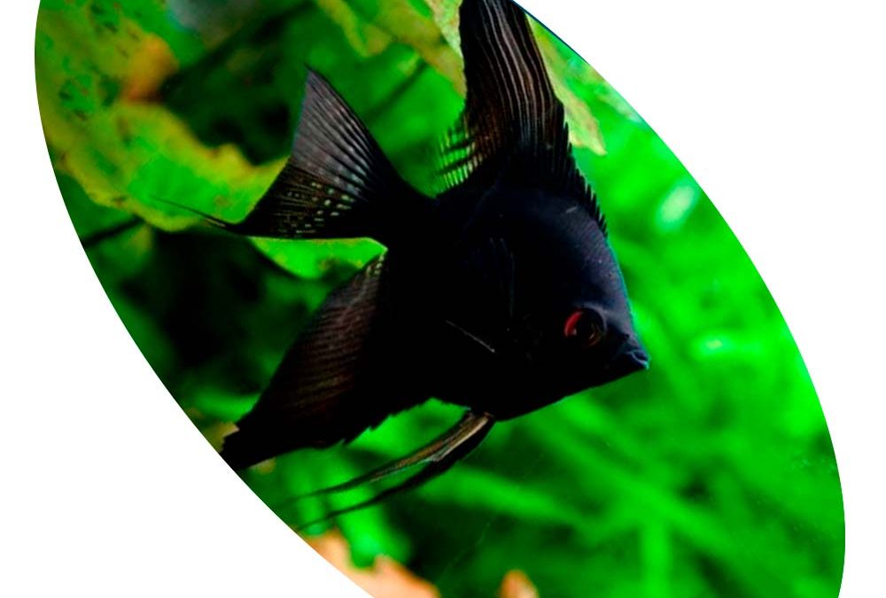 Peixe Acará Full Black