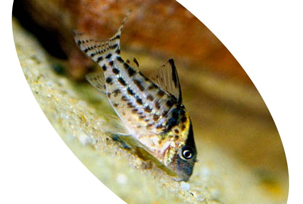 Peixe Coridora Agassizi