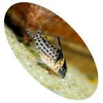 Peixe Coridora Agassizi