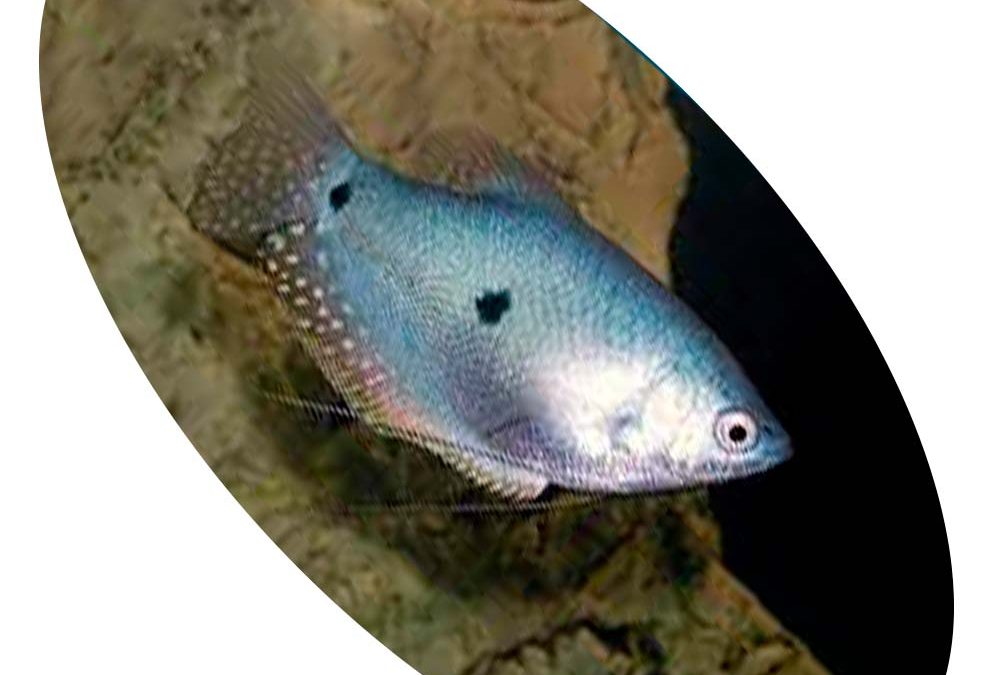 Peixe Trichogaster Azul