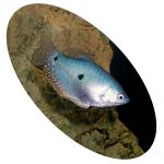 Peixe Trichogaster Azul