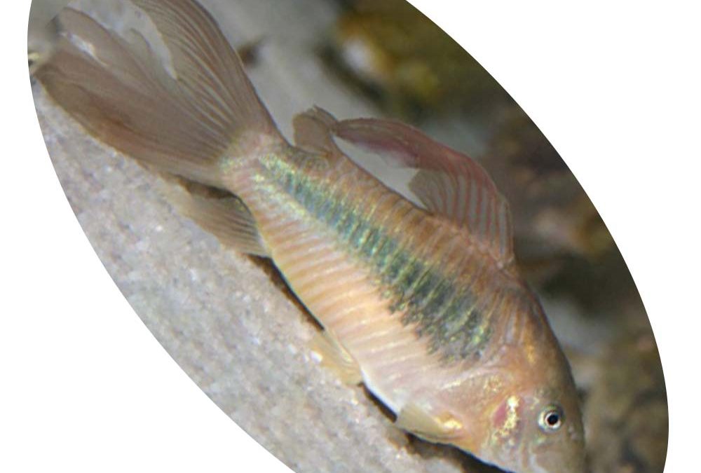 Peixe Coridora Aeneus Véu