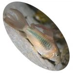 Peixe Coridora Aeneus Véu