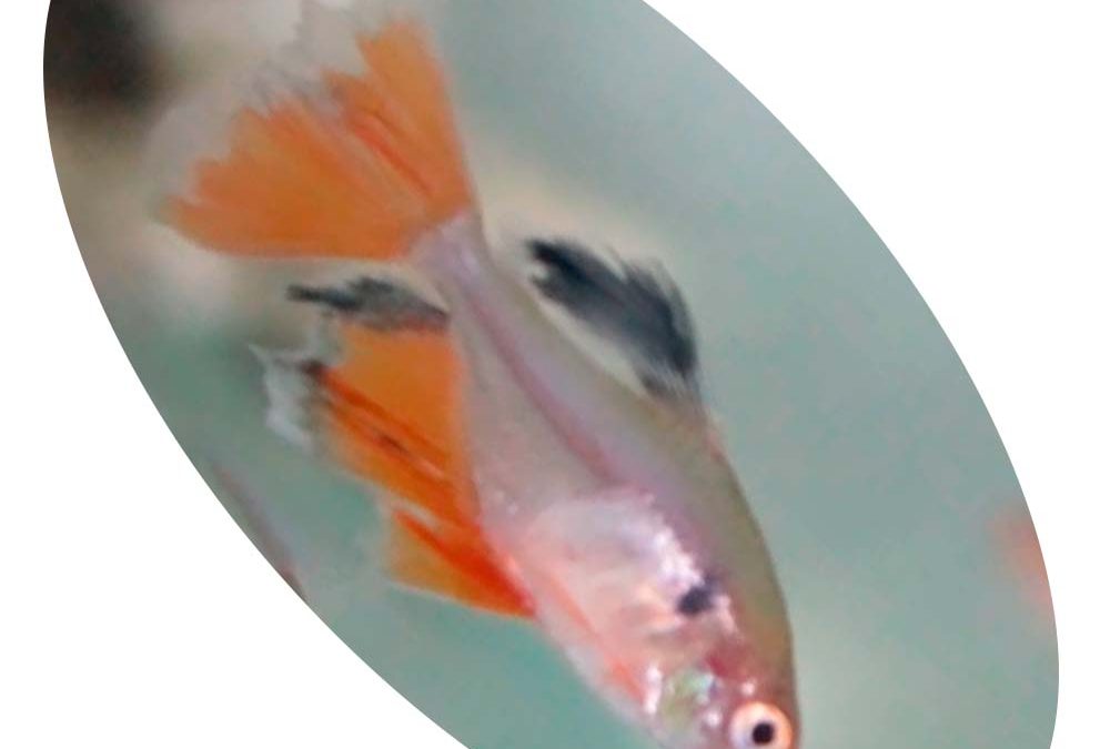 Peixe Tetra Mato Grosso Véu