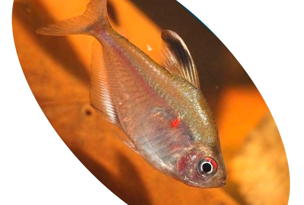 Peixe Tetra Rosaceo