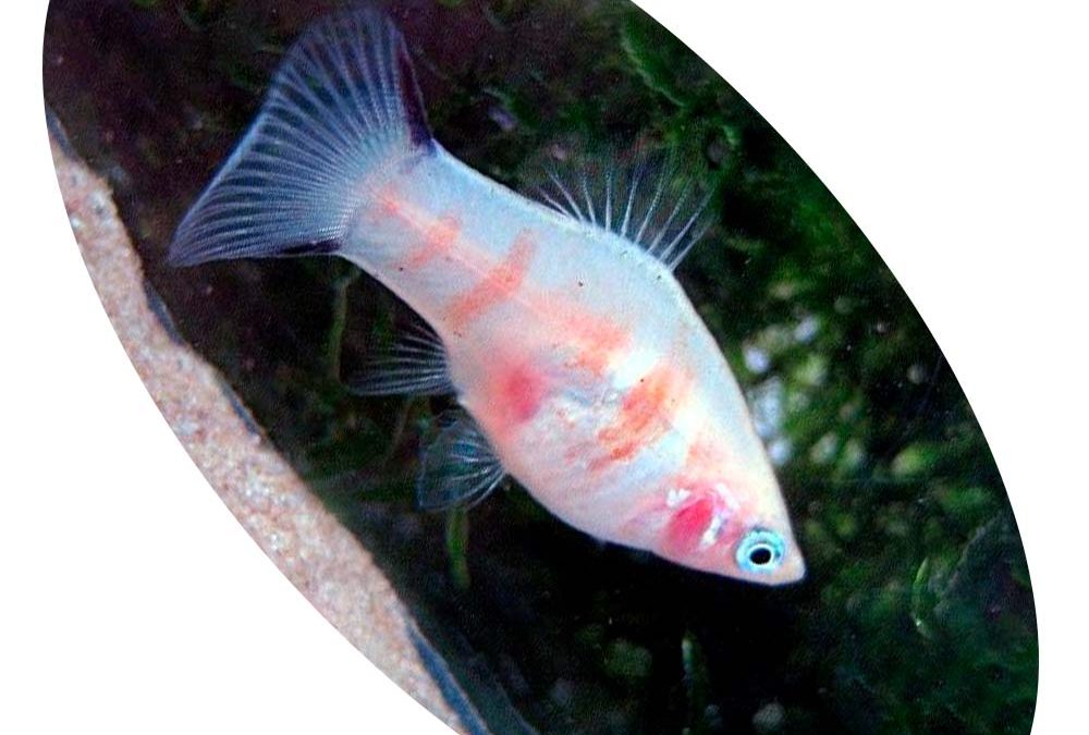 Peixe Plati Blood Glass