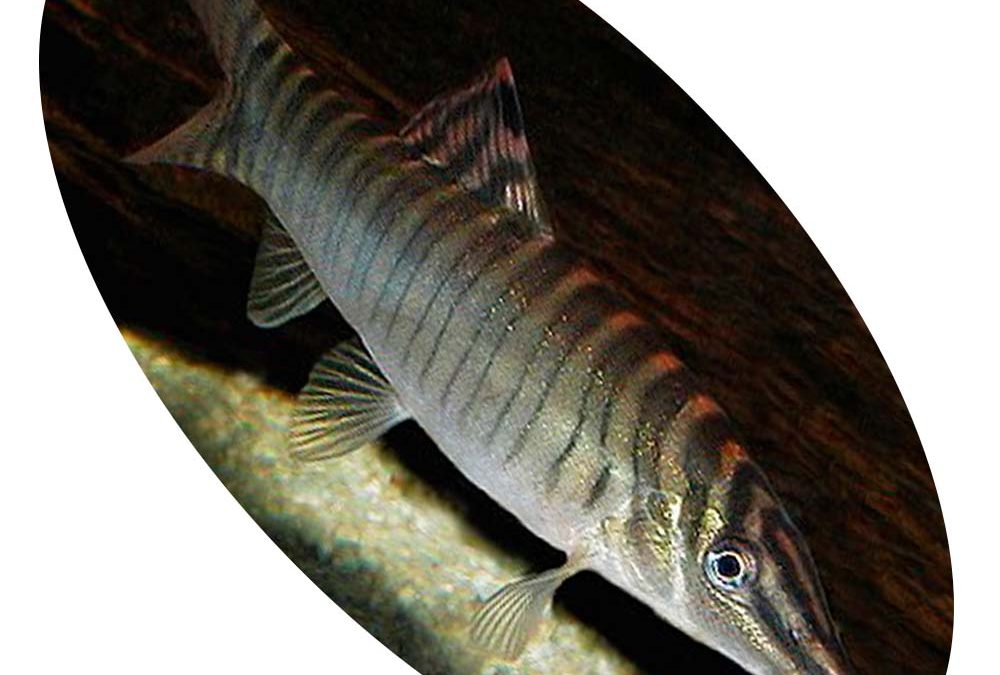 Peixe Botia Tigre