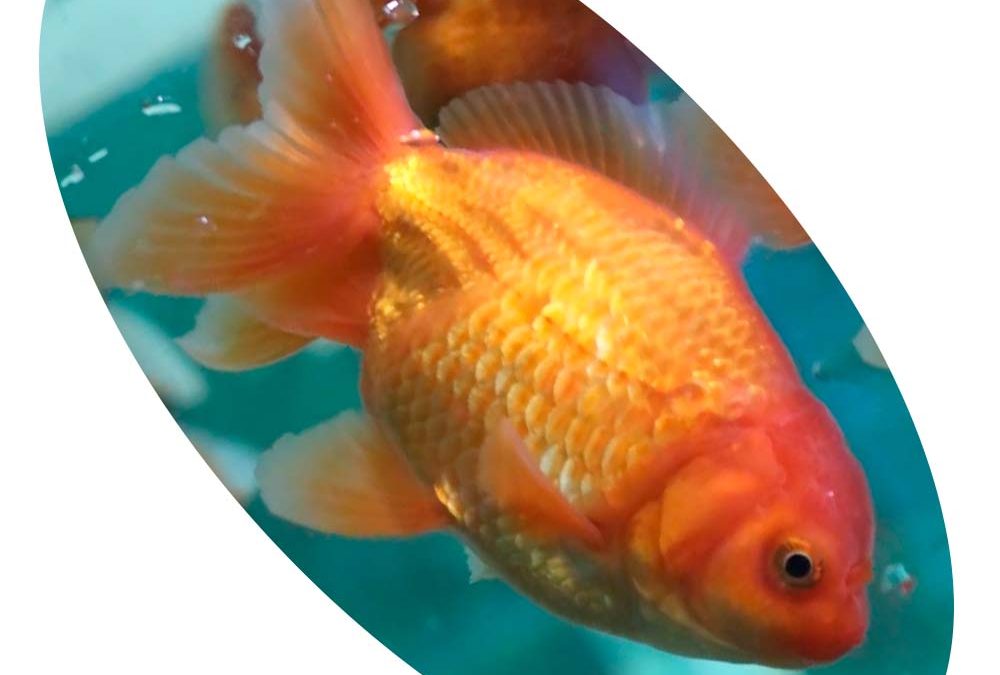 Peixe Kinguio Oranda Red