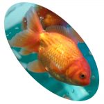 Peixe Kinguio Oranda Red