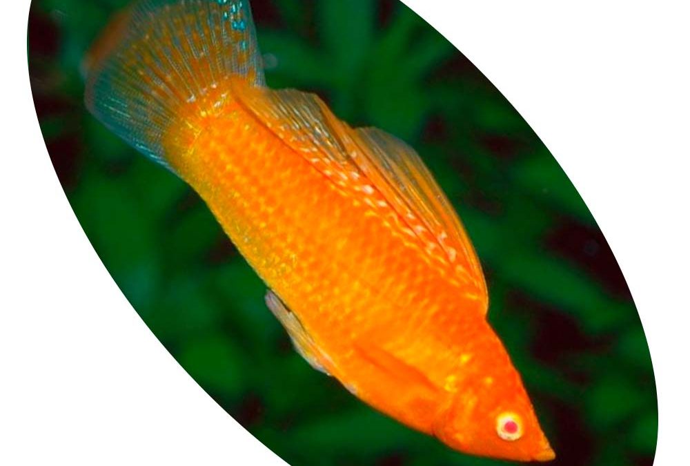 Peixe Molinesia Velifera Super Red