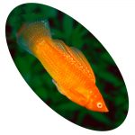 Peixe Molinesia Velifera Super Red