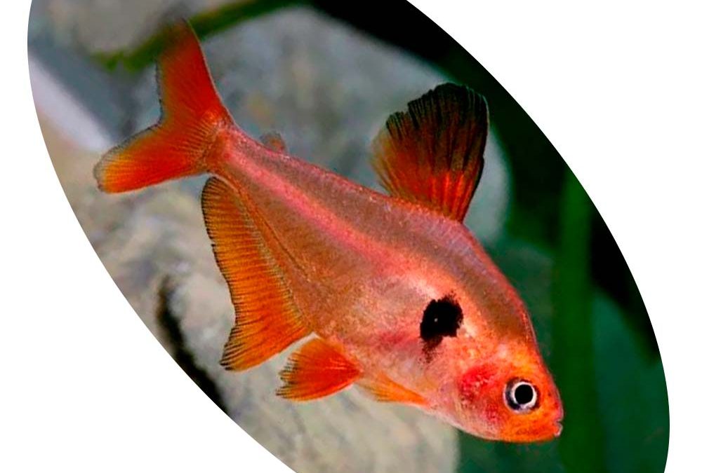 Peixe Tetra Mato Grosso