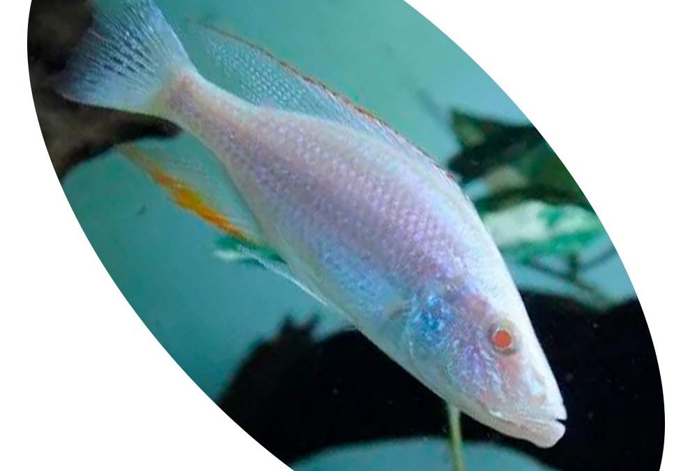 Peixe Ciclídeo Haploc Compressiceps Albino