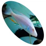 Peixe Ciclídeo Haploc Compressiceps Albino