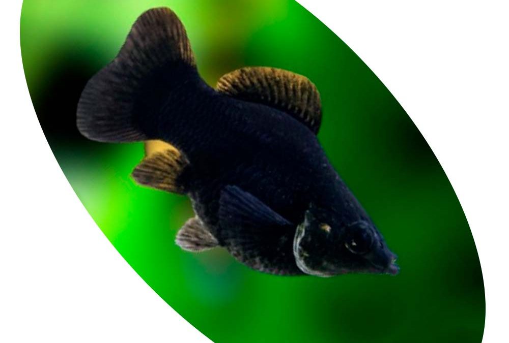 Peixe Molinesia Balão Preta