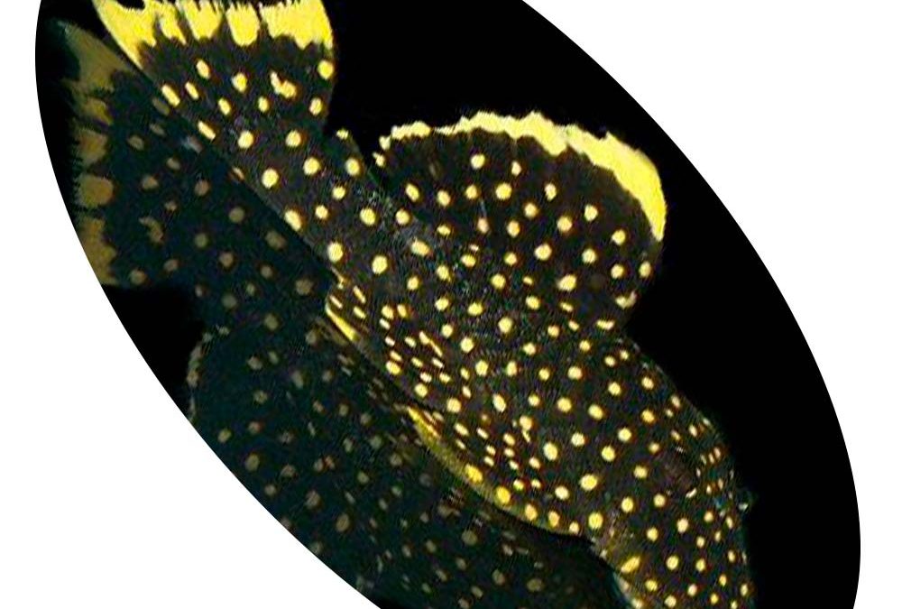 Peixe Cascudo Pepita L018