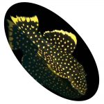 Peixe Cascudo Pepita L018