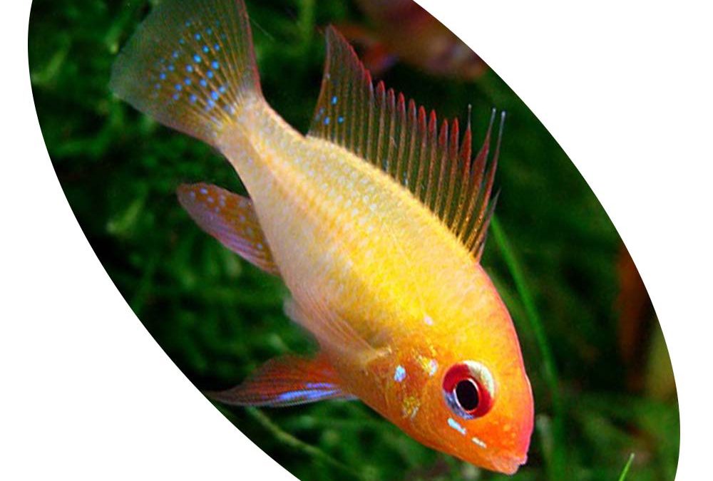 Peixe Ciclídeo Ramirezi Ouro