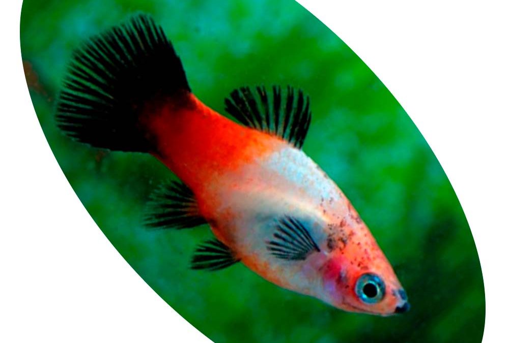 Peixe Plati Tricolor