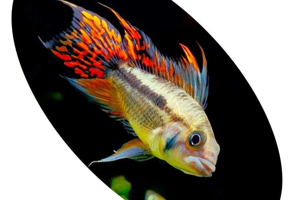 Peixe Apistogramma Cacatuoides Orange