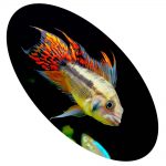 Peixe Apistogramma Cacatuoides Orange