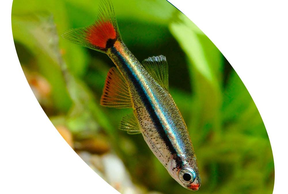 Peixe Tetra Tanicts Gold