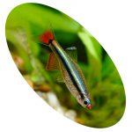 Peixe Tetra Tanicts Gold