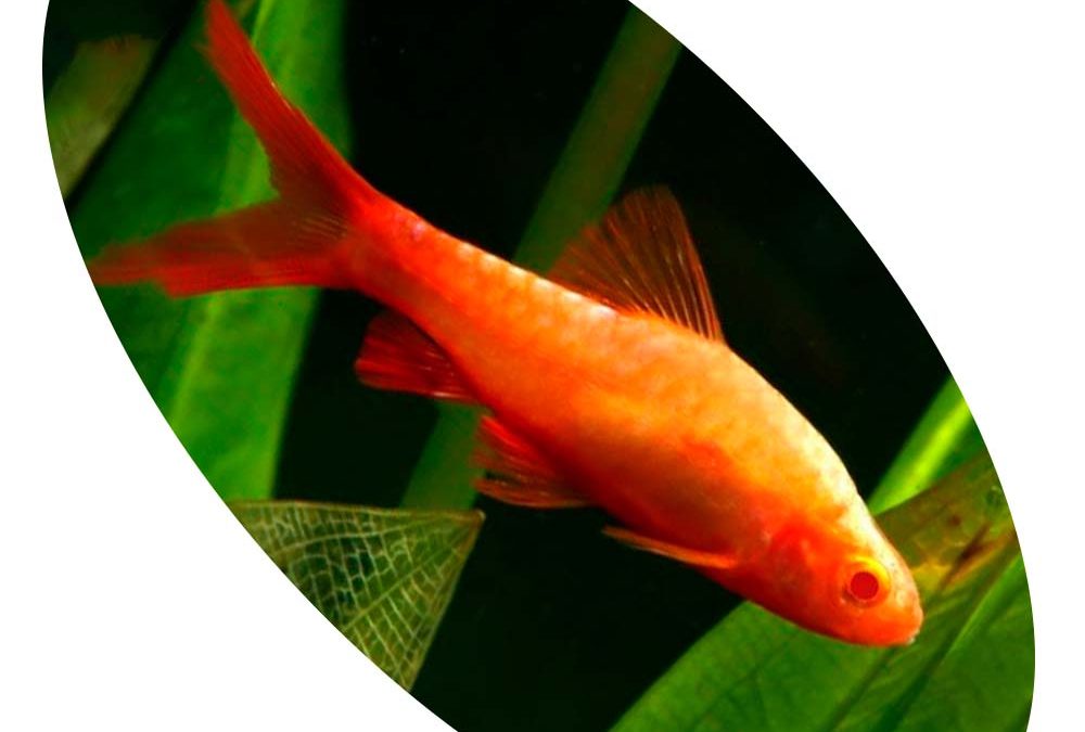 Peixe Barbus Titteya Albino Macho