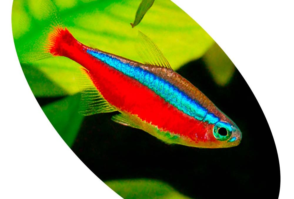 TETRA NEON INNESI