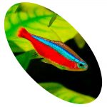 TETRA NEON INNESI