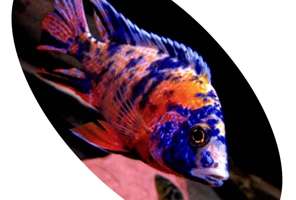 Peixe Ciclídeo Aulonacara Orange Blue