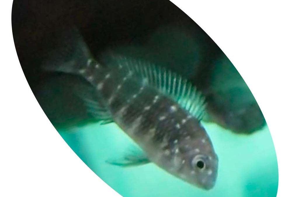 CICLIDEO TROPHEUS DUBOISI