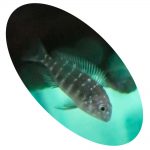 CICLIDEO TROPHEUS DUBOISI