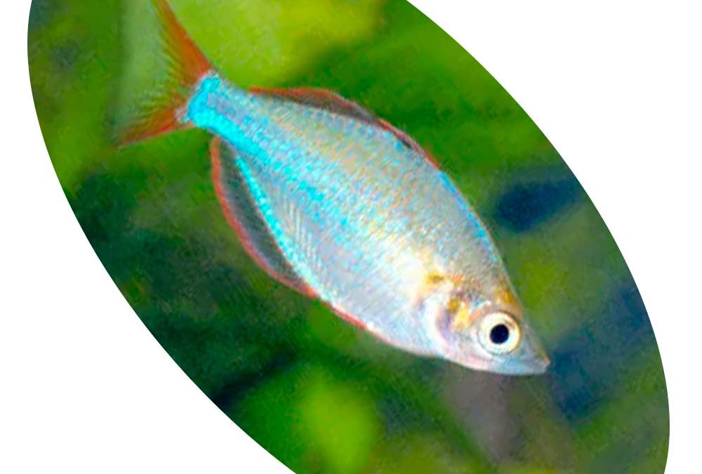 Peixe Melanotaenia Preacox