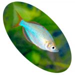 Peixe Melanotaenia Preacox